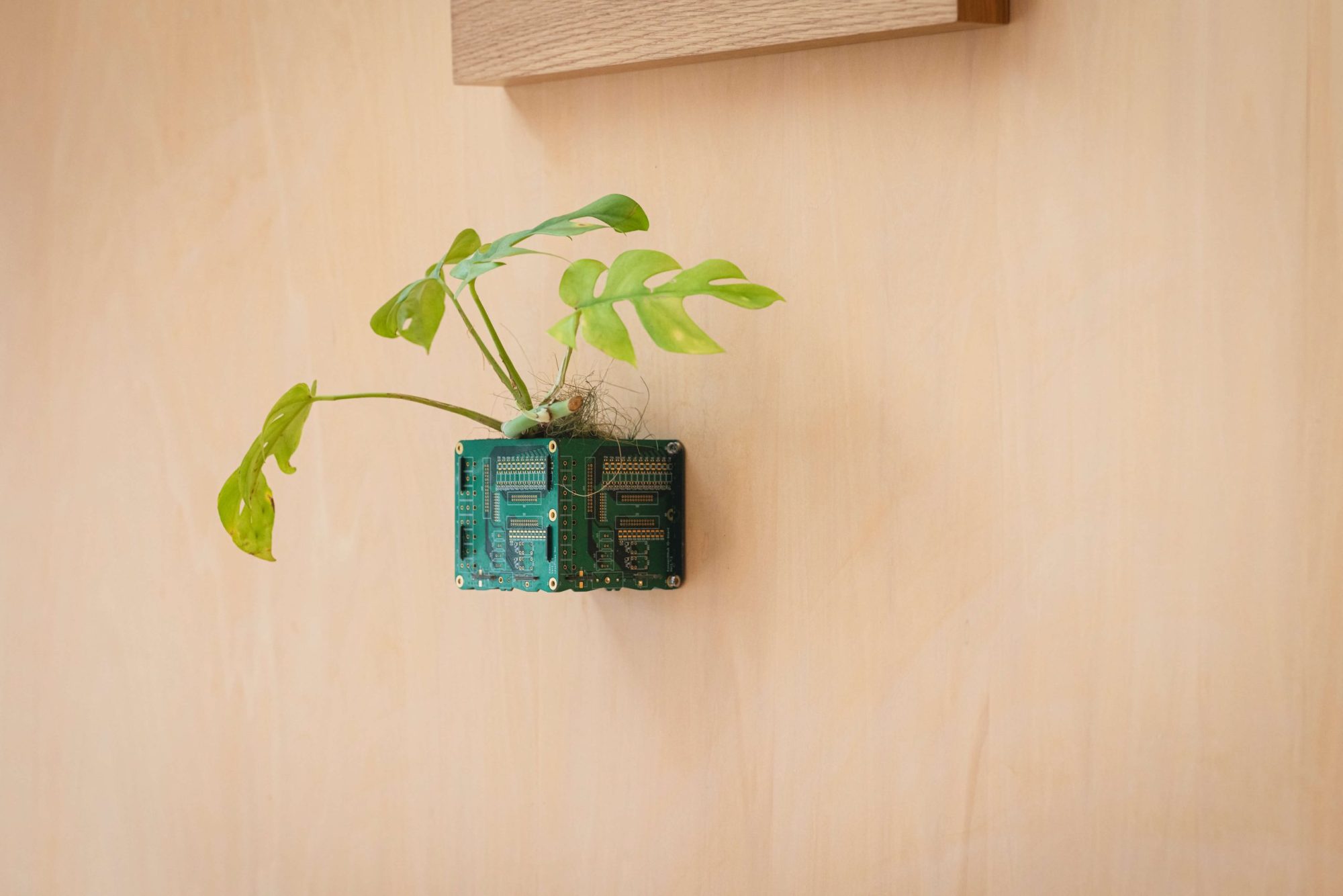 &banki - 植物ポット ｜ 株式会社ワイ・ケー電子